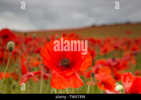 Detaillierte Nahaufnahme einer natürlichen, wilden, roten Mohnblume (Papaver rhoeas), die am Sommerabend vollständig geöffnet ist; UK Mohnfeld Landschaft dahinter. Stockfoto