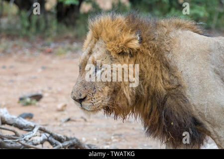 Profil von eine vernarbte männliche Löwe Panthera leo, mit einer Mähne Stockfoto