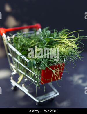 Frische microgreen im Warenkorb auf dem dunklen Hintergrund Stockfoto