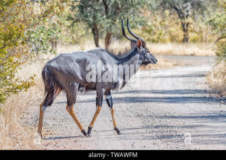 Ein nyala Stier, Tragelaphus angasii, Überqueren einer Schotterstraße Stockfoto