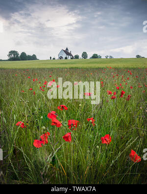 Roter Mohn und im Grünen eines alten englischen Kirche, St. Hubert's Kirche in Idsworth, Hampshire Stockfoto