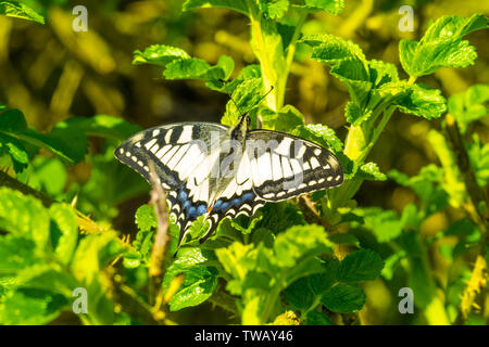 Schwalbenschwanz Schmetterling sitzt auf dem Green Bush an einem sonnigen Tag Stockfoto