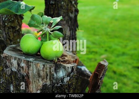 Bündel grüne Äpfel mit Blättern sitzen auf aus Gesägten teil der apple tree Baum befestigt Stockfoto