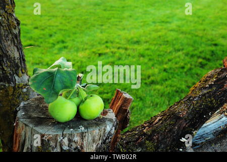 Bündel grüne Äpfel mit Blättern sitzen auf aus Gesägten teil der apple tree befestigt Stockfoto