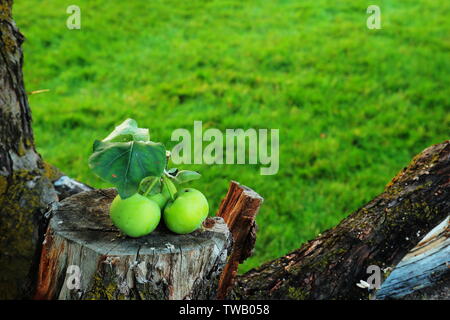 Bündel grüne Äpfel mit Blättern sitzen auf aus Gesägten teil der apple tree befestigt Stockfoto