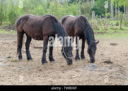 Ein Paar von zwei Pferde grasen in einem Feld mit trockenem Gras. Es ist ein Wald mit Bäumen und frische grüne Blätter im Hintergrund. Stockfoto