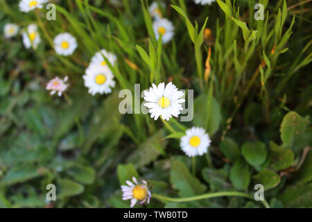 Schöne weiße Blume in Leggett, Kalifornien Stockfoto