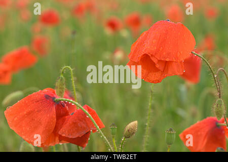 Schönes rot leuchtenden Mohnblumen nach einem Gewitter. Viele Regen fällt auf die Blumen. Stockfoto