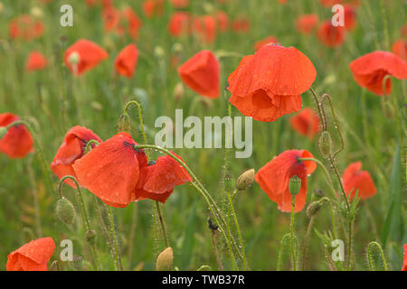 Schönes rot leuchtenden Mohnblumen nach einem Gewitter. Viele Regen fällt auf die Blumen. Stockfoto