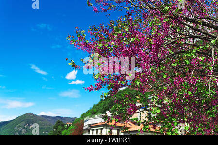Nahaufnahme von Judas Blume vor der Berge. Stockfoto