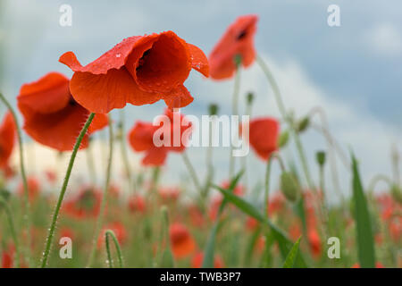 Schönes rot leuchtenden Mohnblumen nach einem Gewitter. Viele Regen fällt auf die Blumen. Stockfoto