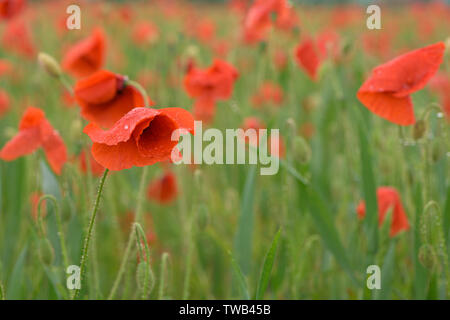 Schönes rot leuchtenden Mohnblumen nach einem Gewitter. Viele Regen fällt auf die Blumen. Stockfoto