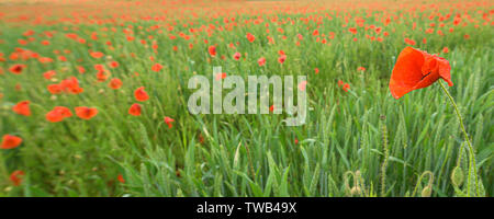 Schönes rot leuchtenden Mohnblumen nach einem Gewitter. Viele Regen fällt auf die Blumen. Stockfoto