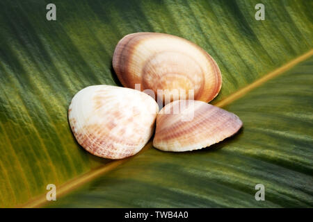 Muscheln auf einem Hintergrund von Ficus Blatt Stockfoto