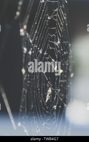 Spider Beute. Insekten auf das Spinnennetz. Stockfoto