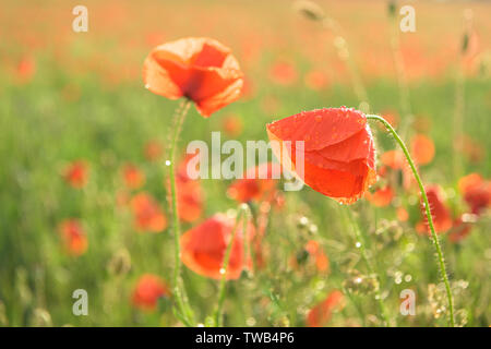 Schönes rot leuchtenden Mohnblumen nach einem Gewitter. Viele Regen fällt auf die Blumen. Stockfoto