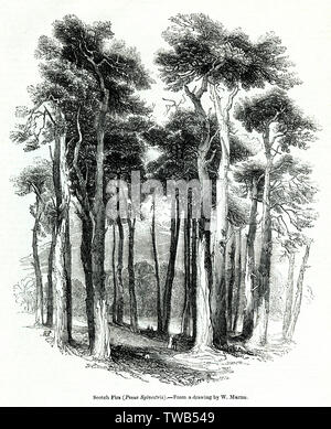 Schottische Tannen oder schottische Tannen, Pinus sylvestris Stockfoto