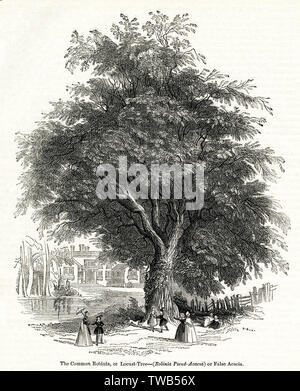 Akazienbaum, Robinia oder Heuschrecken Stockfoto