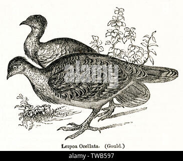 Leipoa ocellata oder Malleefowl, Australischer Vogel Stockfoto