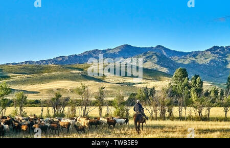 Hirten, Nomaden auf Reiten weidenden Schafe in der kasachischen Steppe auf dem Weg von der Stadt Ust-Kamenogorsk zur Sibiny Seen (RU: Sibin Stockfoto