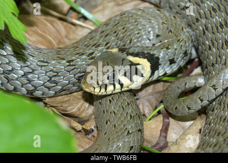 Natrix natrix, Grasschlange, Ringelnatter Stockfoto