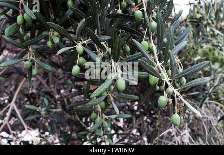 Olive Tree mit Oliven in Israel. Stockfoto