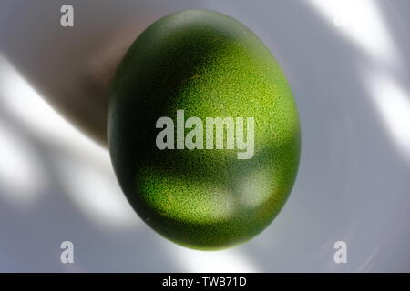 Grüne Osterei auf einer weißen Platte. Ein Strahl der Sonne auf dem Ei. Hohe Auflösung closeup Makro. Stockfoto