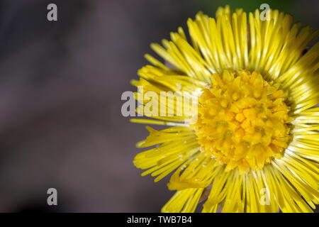 Grossen gelben Löwenzahn Blume. Weiße pollen liegt auf seine Blütenblätter. Hohe Auflösung closeup Makro. Stockfoto