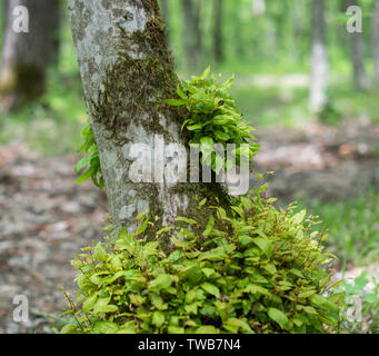 Junge grüne Triebe in der erwachsenen Baum. Stockfoto