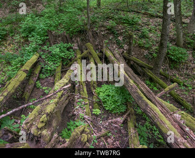 Die Bemoosten Holzbrücke von rotting Protokolle in den Wald. Stockfoto