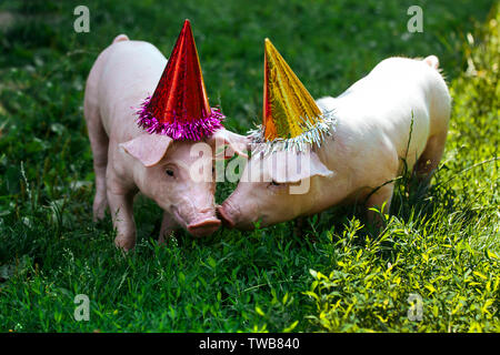 Zwei weiße kleine Schweine stehen im Gras und Blick in die Kamera. Ferkel auf der Geburtstagsparty und in Urlaub caps gekleidet. Stockfoto