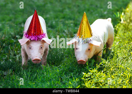 Zwei weiße kleine Schweine stehen im Gras und Blick in die Kamera. Ferkel auf der Geburtstagsparty und in Urlaub caps gekleidet. Stockfoto