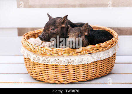 Zwei schwarze Schweine der Vietnamesischen Rasse sitzen in einem Weidenkorb in der Nähe der Weihnachtsdekoration. Konzept des Neuen Jahres. Stockfoto