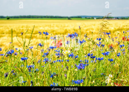 Feld Kantenband in der Voreifel Stockfoto