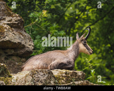 Gämsen auf einem Felsen Stockfoto