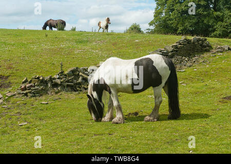 Drei Ponys grasen in einem Feld bei Haworth West Yorkshire, UK Stockfoto