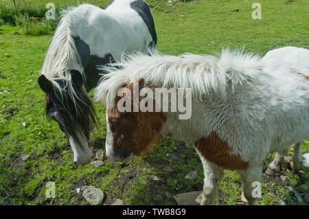 Zwei Ponys grasen in einem Feld bei Haworth West Yorkshire, UK Stockfoto