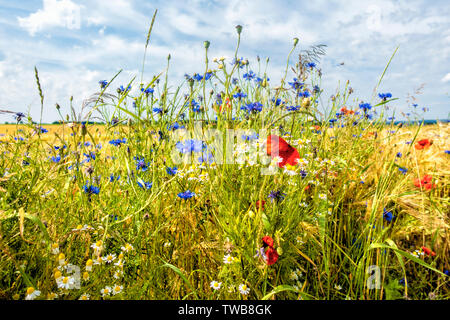 Reifezeit im gerstenfeld Stockfoto