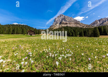 Blühende Krokusse in grüne Wiesen mit Sass De Peiterkofel im Hintergrund, Passo delle Erbe, Dolomiten, Bozen, Südtirol, Italien Stockfoto