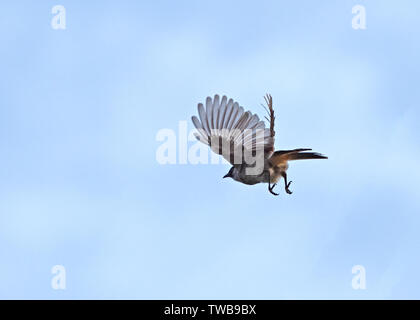 Closeup Sooty-Headed Bulbul Vogel fliegt in den Himmel Stockfoto