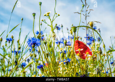 Blumen Gruß von Feldblumen Stockfoto