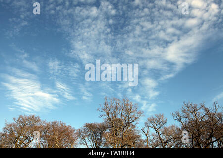 Ashtead Common, Ashtead, Surrey, UK - EIN blauer, wolkiger Winterhimmel über Baumkronen bei Tag mit Kopierraum Stockfoto