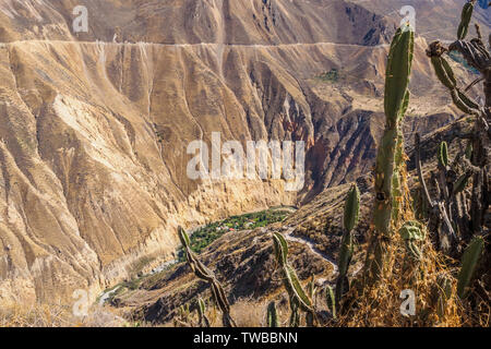 Colca Canyon von Cabanaconde in Peru. Die tiefste Schlucht der Erde. Stockfoto