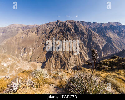 Colca Canyon von Cabanaconde in Peru. Die tiefste Schlucht der Erde. Stockfoto