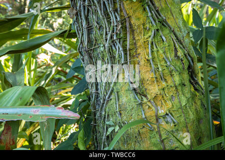 Einen bemoosten grünen Baum mit Reben im Regenwald Stockfoto