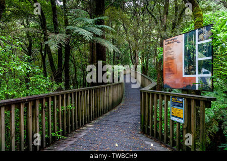 AH Reed Memorial Kauri Gehweg, Whangarei, North Island, Neuseeland Stockfoto