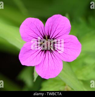 Nahaufnahme einer einzelnen Blüte der Armenischen Cranesbill. Stockfoto