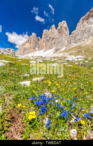 Wilde Blumen im Frühling blühen am Fuß der Drei Zinnen, Sextner Dolomiten, Trentino-Alto Adige/Südtirol, Italien Stockfoto