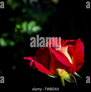Schöne rote Rose auf schwarzem Hintergrund isoliert. Perfekt für Grußkarte Stockfoto