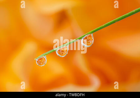 Close Up, outdoor Makrofotografie: Reflexion eines schönen orangefarbenen Blume in Wassertropfen von einzelnen ausgesetzt Pine needle Leaf. Stockfoto